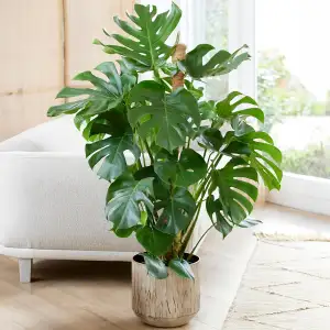 Gardener's Dream große Monstera Deliciosa Topf Pflanze - Fensterblatt Zimmerpfla